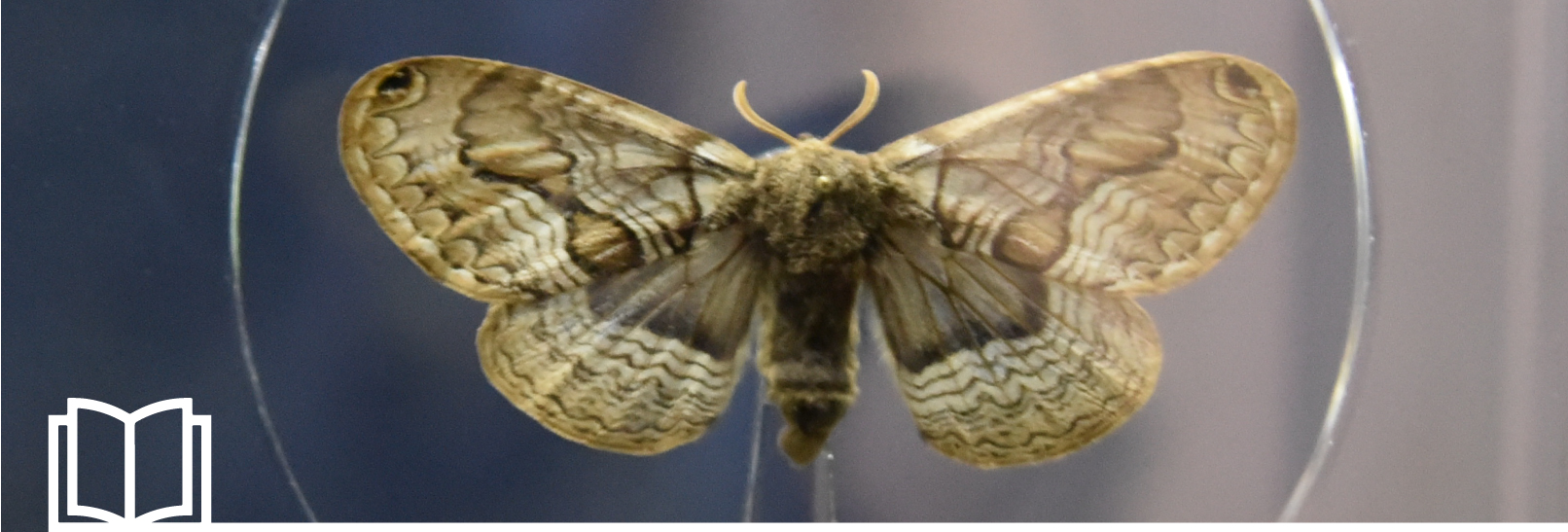 La Bramea, una farfalla fossile vivente