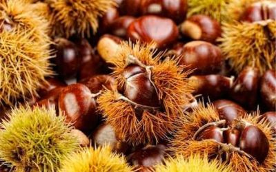 Ordinanza n.5 del 30-09-2025 raccolta castagne