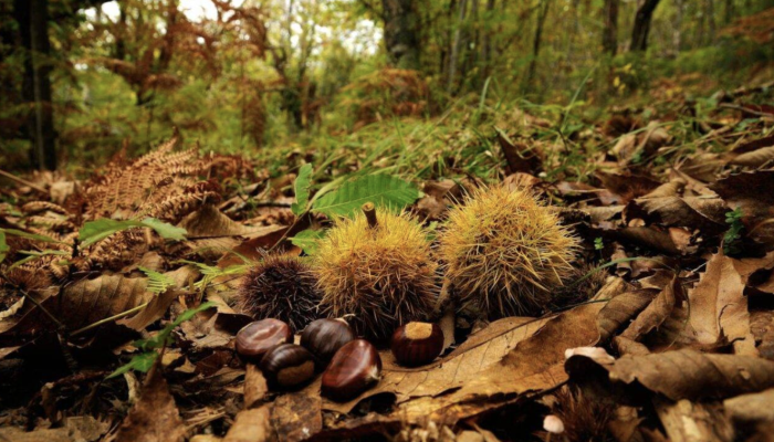 ordinanza-raccolta-castagne